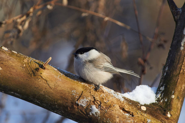Willow tit (Poecile montanus) sits on a thick branch in a forest park under the morning sun. - Foto, imagen