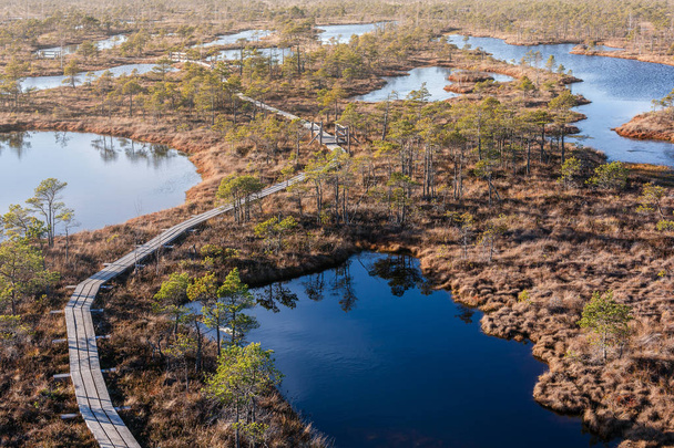 Passerella di palude rialzata. Parco nazionale di Kemeri in Lettonia. Estate. Vista dall'alto
 - Foto, immagini