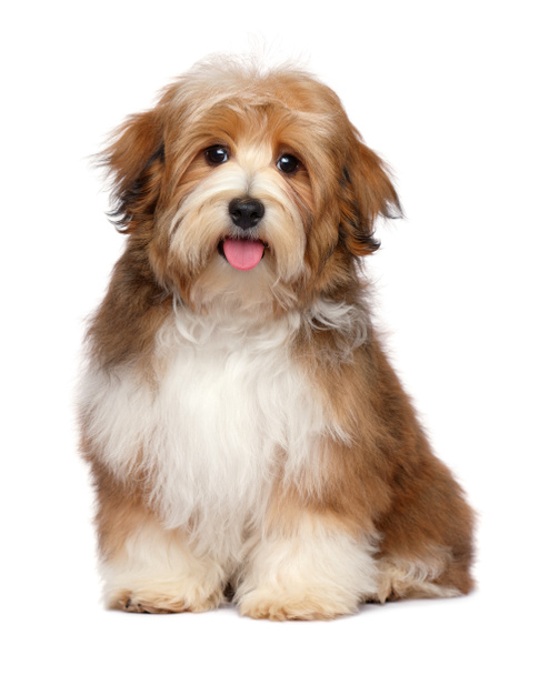 Cute happy red parti colored havanese puppy dog is sitting and looking at camera, isolated on white background - Photo, Image