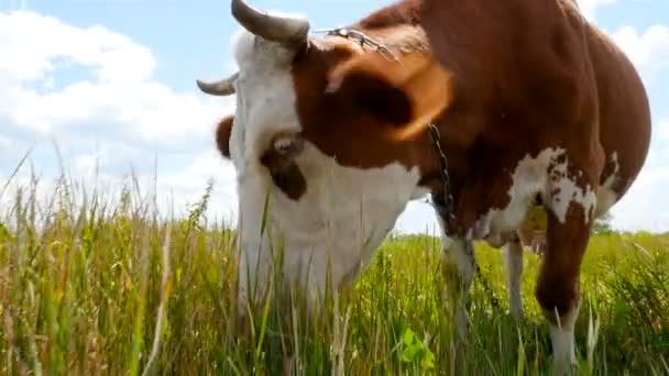 Uma vaca num prado está a comer erva. close-up. Movimento lento
 - Filmagem, Vídeo