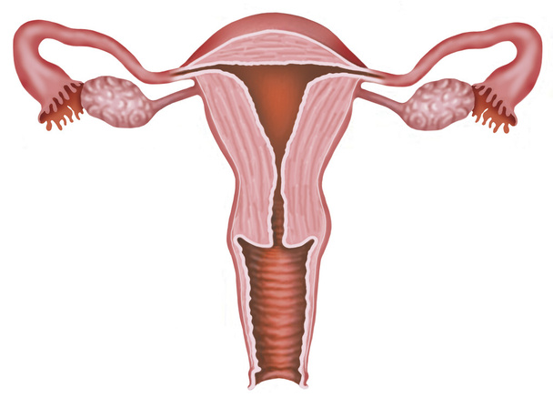 fertilización uterina
 - Foto, Imagen