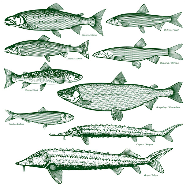 Fish freshwater vector 2 - Wektor, obraz
