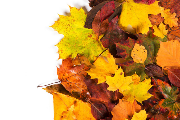 Autumn fall leaves background season design concept - Photo, Image