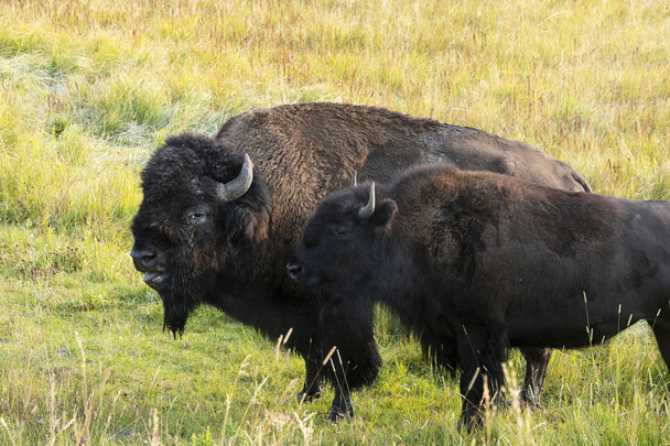 Bison along Hayden Valley in Yellowstone National Park. - Photo, Image
