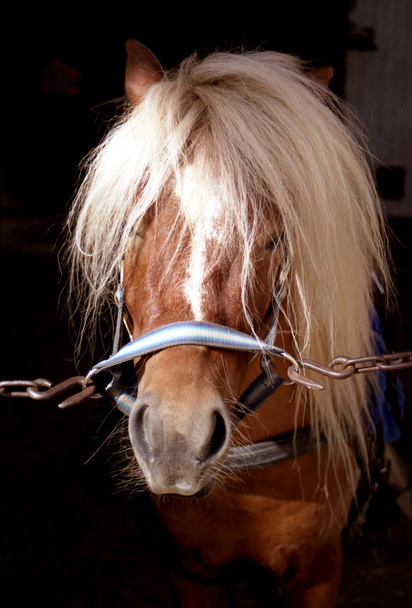 Carino pony Shetland in stalla
 - Foto, immagini