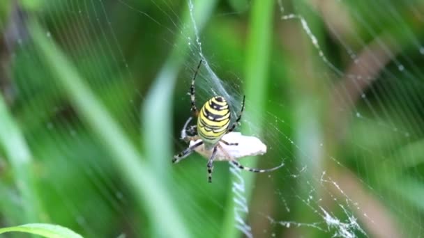 WASP spider siedzi w sieci web z żyłką i ssie jego zdobycz (Tygrzyk paskowany) - Materiał filmowy, wideo