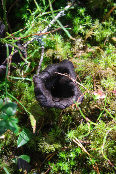 Μαύρη τρομπέτα μανιτάρι, Κέρας της Αμάλθειας, Caterellus cornucopioides, σε καταπράσινα βρύα στο δάσος - Φωτογραφία, εικόνα
