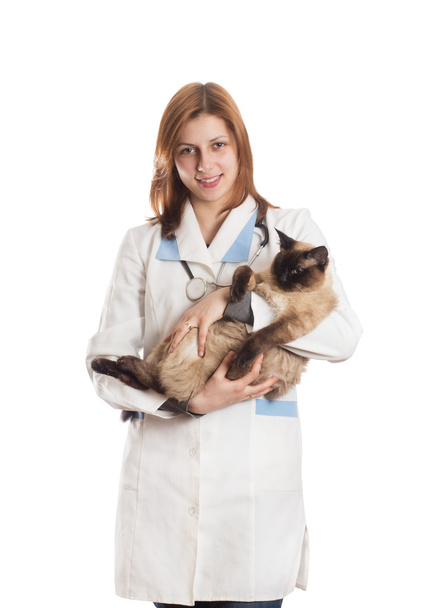 veterinarian with a Siamese cat - Φωτογραφία, εικόνα