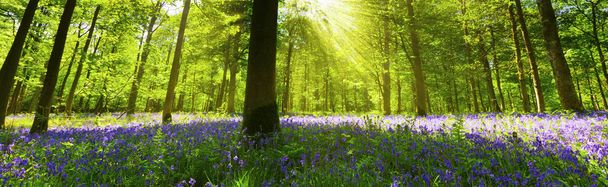 panoramiczne bluebell drewna - Zdjęcie, obraz