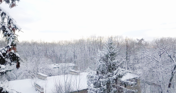 Légifelvételek keresztül a havas erdőben hóval. Átrepülnek fagyasztott havas fenyő és fenyőerdő fák. Sűrű erdő a téli szezonban. oniferous erdő télen. - Felvétel, videó