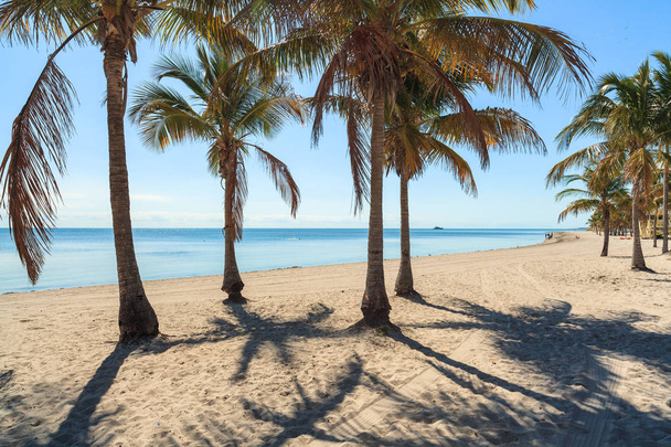 mooie crandon park strand gelegen in key biscayne in miami. - Foto, afbeelding
