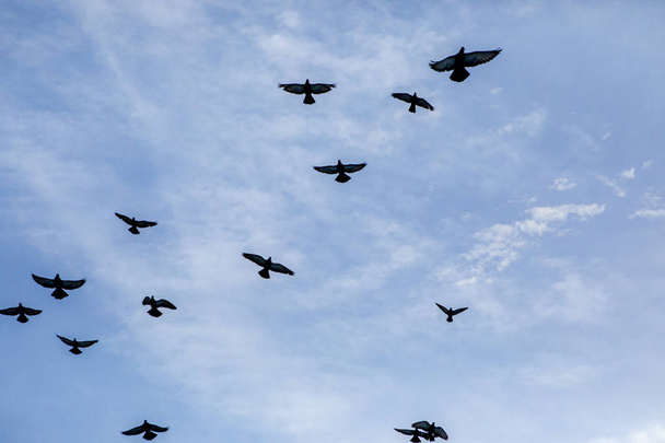 flock of flying pigeon against blue sky - Фото, изображение