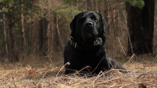 Black labrador lies on last year's grass. Spring season. HD - Materiał filmowy, wideo