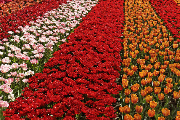 Campo de tulipanes cerca de Lisse, Holanda del Sur, Países Bajos, Europa
 - Foto, Imagen