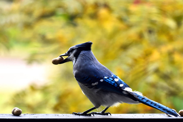 Μια εικόνα από ένα πολύχρωμο blue jay πουλί σκαρφαλωμένο σε ένα δέντρο σορβιά το φθινόπωρο.  - Φωτογραφία, εικόνα