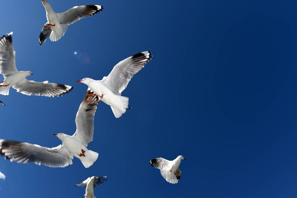 Möwen fliegen gegen den blauen Himmel. - Foto, Bild