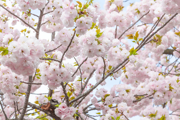Sakura kwiat lub wiśni w parku przyrody tło w Japonii - Zdjęcie, obraz