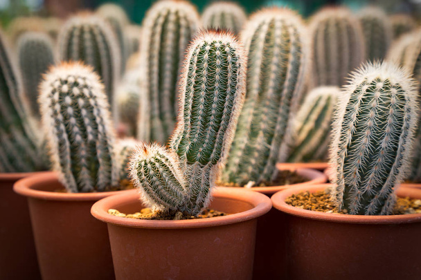 Árbol de cactus, Varias plantas de cactus, Jardinería de cactus en macetas, Patrón de cactus fome
 - Foto, imagen
