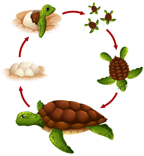 Κύκλος ζωής της χελώνας εικονογράφησης - Διάνυσμα, εικόνα