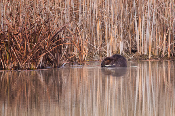 An American beaver feeds on reeds and branches in a pond in a Toronto park in winter - Photo, Image