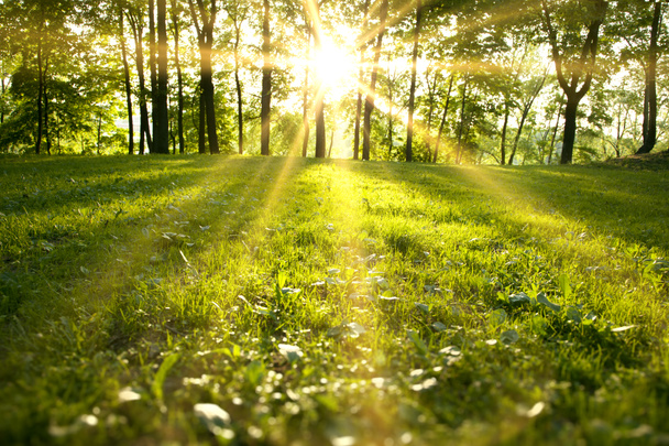 Luz del sol en el bosque verde
 - Foto, Imagen