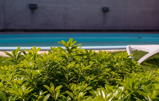 blaues Schwimmbad mit Sonnenliegen und tropischem Garten. sie werden für Entspannung und Freizeitaktivitäten verwendet. - Foto, Bild