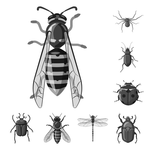 Векторная иллюстрация символа насекомого и мухи. Набор символов запаса насекомых и элементов для паутины
. - Вектор,изображение