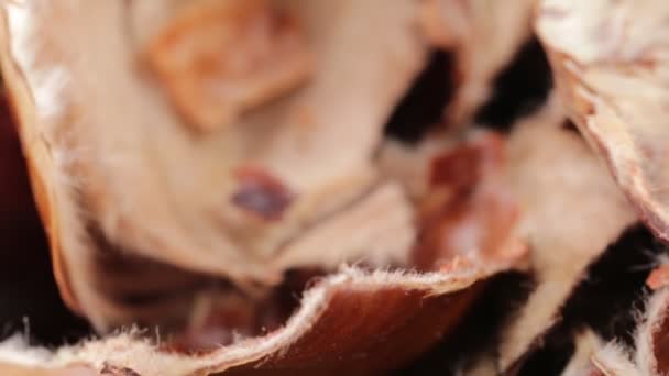 Kastanien schälen Bio-Lebensmittel - Filmmaterial, Video