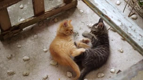 Piccoli gattini adorabili con gli occhi azzurri che giocano all'aperto
 - Filmati, video
