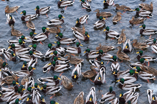 Gran número de patos salvajes cerca de la orilla a principios de invierno. Textura natural
 - Foto, Imagen
