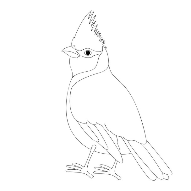 cardinal bird vector illustration  coloring book   - Vector, Image