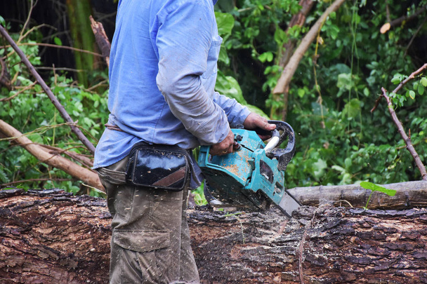 Un carpintero con camisa azul está aserrando el gran árbol con motosierra
. - Foto, Imagen