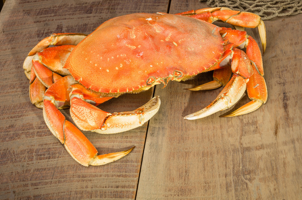 Dungeness crab ready to cook - Photo, Image