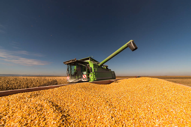 Verter grano de maíz en el remolque tractor después de la cosecha en el campo
  - Foto, imagen