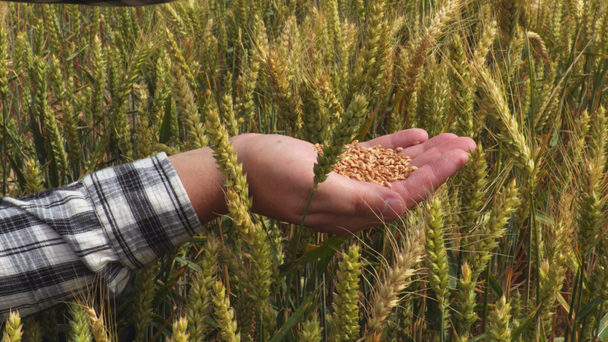 pšeničná zrna v rukou - Záběry, video