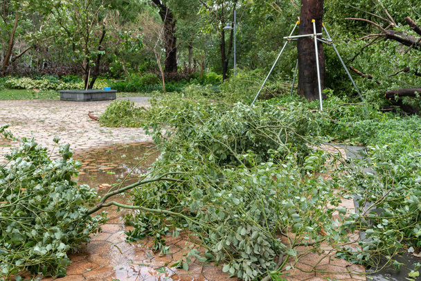 зламані дерева після сильної бурі пройшли
 - Фото, зображення