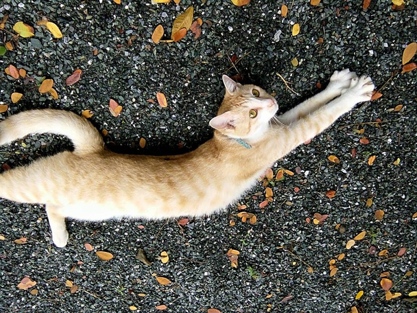 Таббі кішка роз'єднані в парку, Таїланд Chiangmai. - Фото, зображення