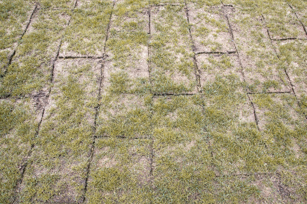 Rouleaux de terre dépliés avec herbe jaune d'automne, l'herbe est de très mauvaise qualité, clairsemée et petite
 - Photo, image