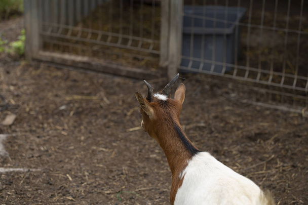 Close up of a goat - Foto, immagini