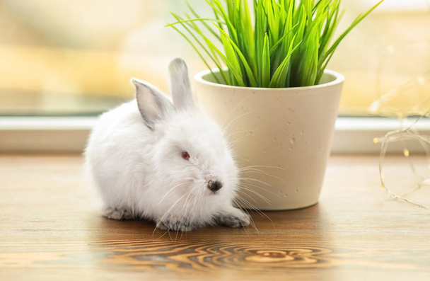 Lindo conejo esponjoso y planta de interior en alféizar ventana
 - Foto, imagen