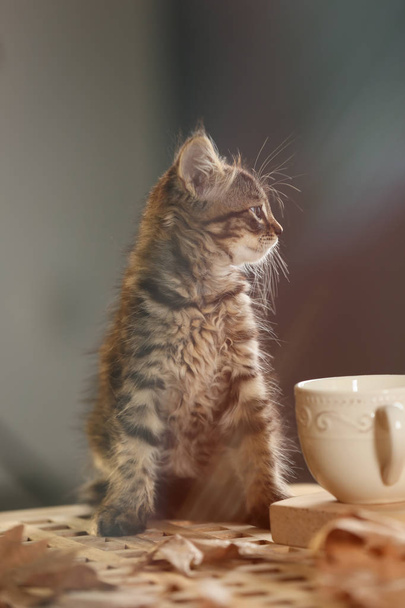 Roztomilý malý kotě a šálek čaje na stole - Fotografie, Obrázek