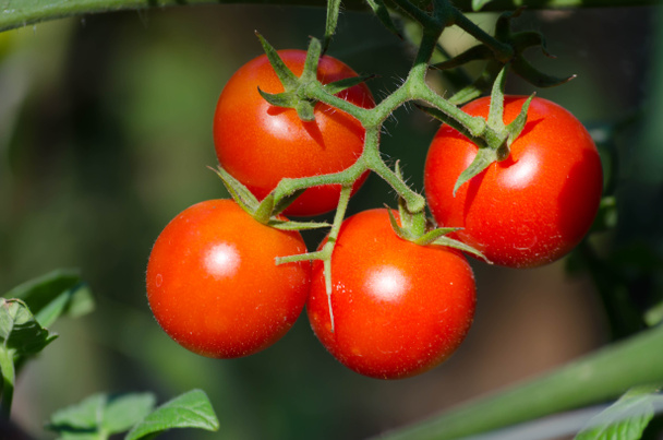 Ripe organic tomato  grown in the garden - Photo, Image