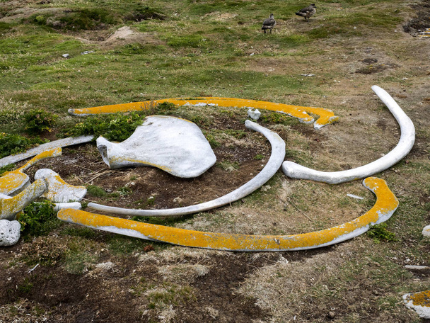 сушені кісток кити, туші, Фолклендські Мальвінські - Фото, зображення