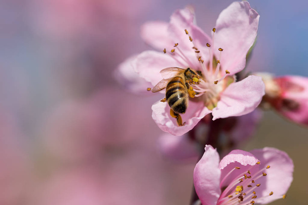 mézelő méh pollinates peach blossom természetes háttér a kék ég - Fotó, kép