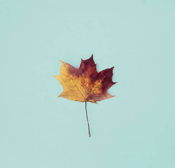 top view of autumn leaf placed over blue background - Foto, Imagem