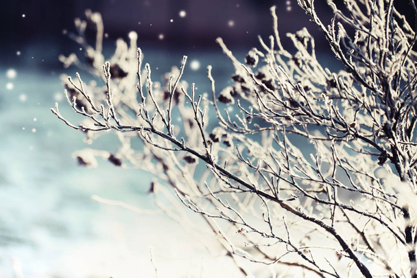 closeup view of frozen branches with snow - Fotó, kép