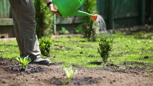 Young man watering plants. - Filmmaterial, Video