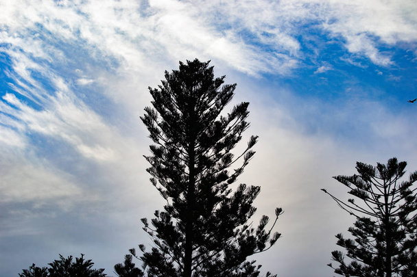 Sillouette z drzewa - Zdjęcie, obraz