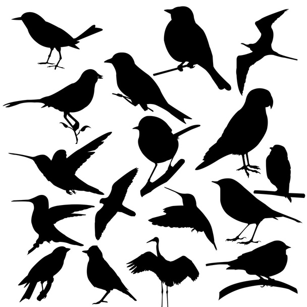 bird vector - Вектор, зображення