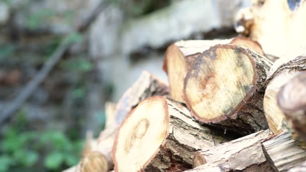 woodstack düzensiz stappeld bir duvara closeup - Video, Çekim